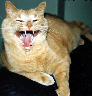 Cat with Mouth Open