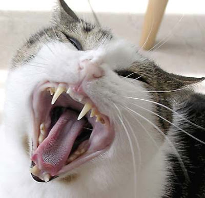 Cat Yawning Showing Teeth