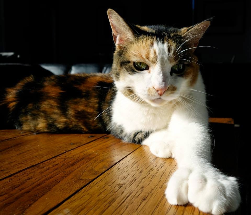 Mittens - polydactyl cat