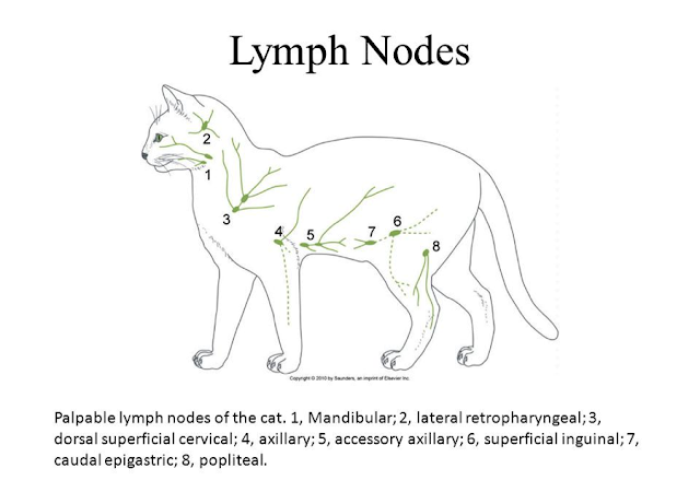 The Feline Lymph Nodes