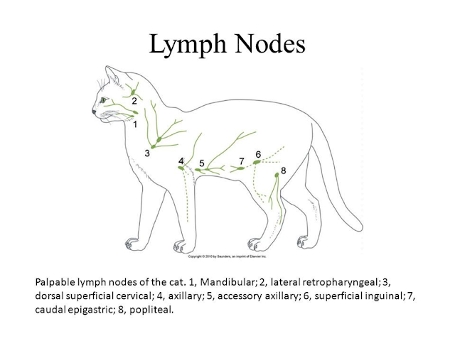 The Feline Lymph Nodes