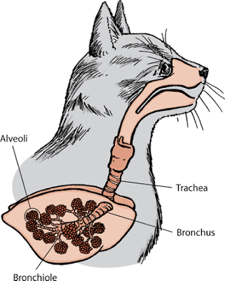 The Feline Lungs