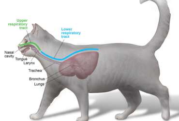 Feline Upper Respiratory System