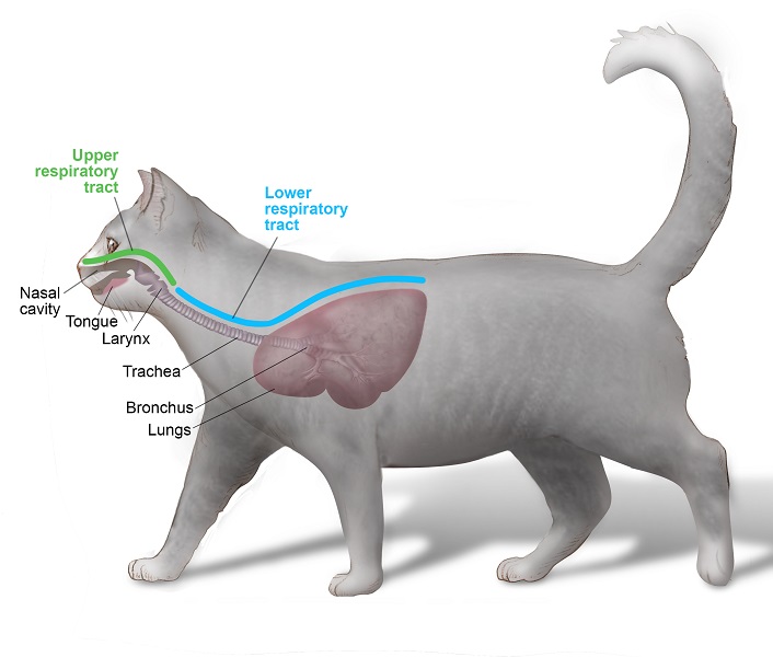 Feline Upper Respiratory System