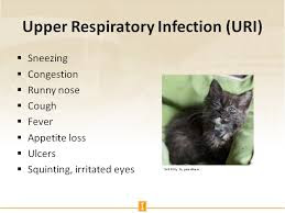 Upper Respiratory Infections in Cats