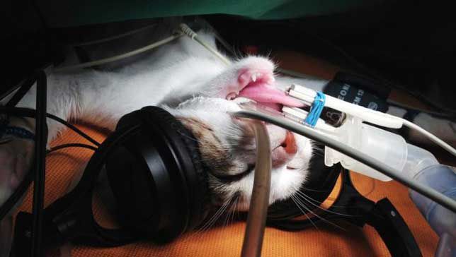 Cat in Surgery with Headphones On
