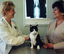 Cat and Owner at the Veterinarian