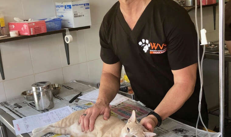 Spaying and Neutering Cats in Chang Mai, Thailand - Worldwide Veterinary Services International Training Centre by Dr. Arnold Plotnick - Catster.com