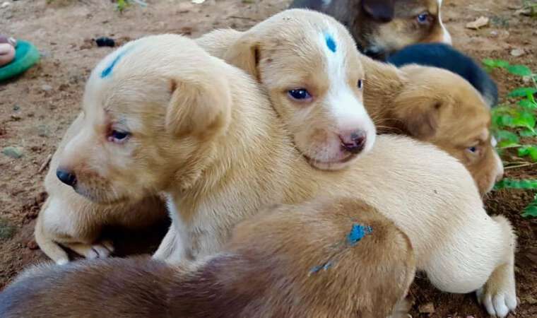 Mission Rabies Goa Puppies