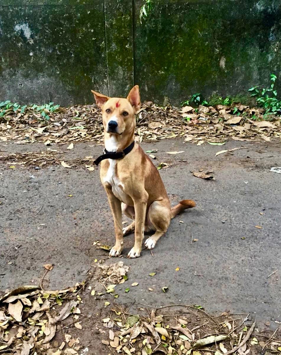 Stray Dog in Goa - Vaccinated for Rabies by Mission Rabies Goa