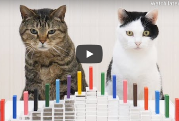 Cats and Dominoes